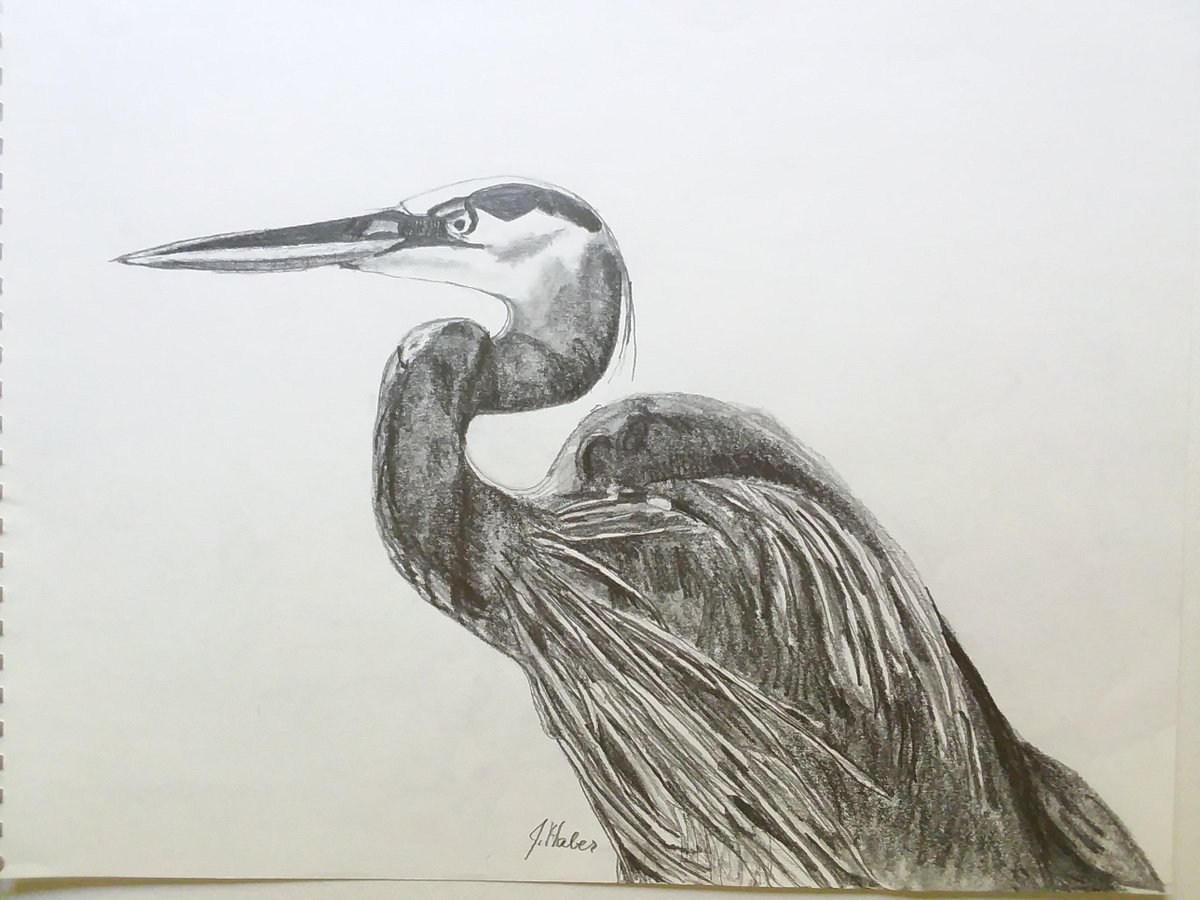 penandinker's tweet photo. From Jill Haber Art on Etsy...#etsy shop: Blue Heron Art, Bird Drawing, Original Artwork, Pencil Drawing, 9"x12" https://t.co/qe64eSy1ev #gray #white #unframed #animal #horizontal #blueheronart #birddrawing #originalartwork #originaldrawing https://t.co/5QquZoi70i