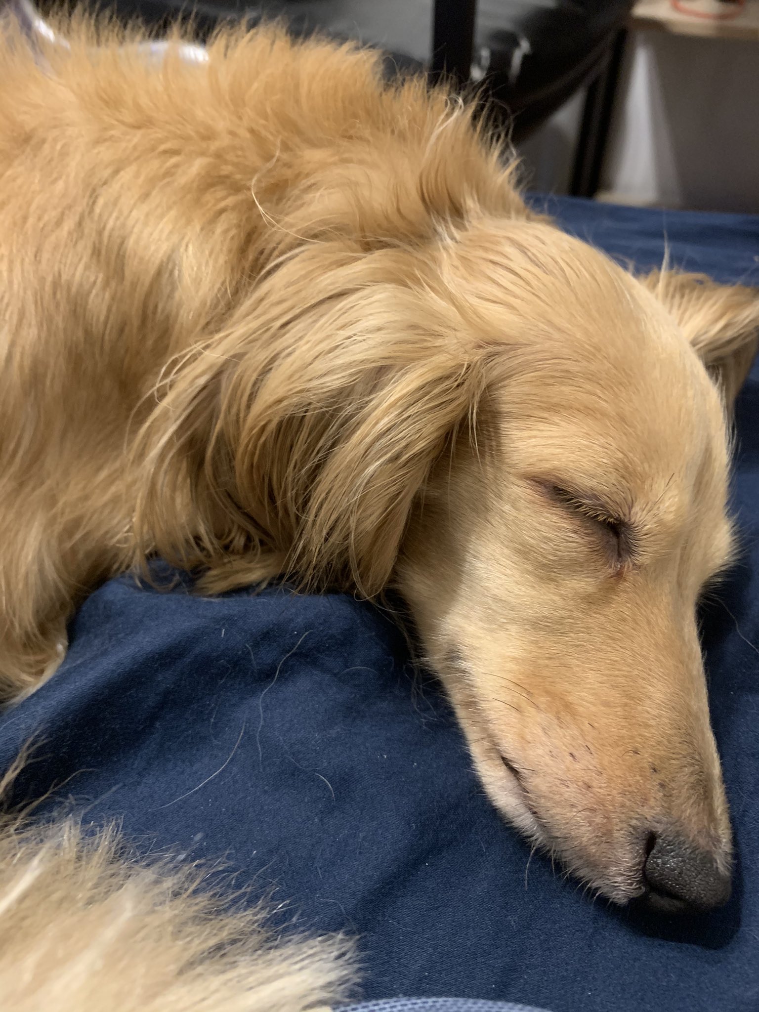 もん 犬好き投資家 Tsumoninvestor Twitter