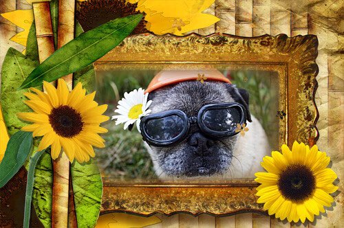 buffalo_brew's tweet photo. Sooshie is making her appearance a day early since tomorrow is Father’s Day.  Enjoy your Saturday!  #sooshie #sooshiethecoffeepug https://t.co/H0RAlDXtrU