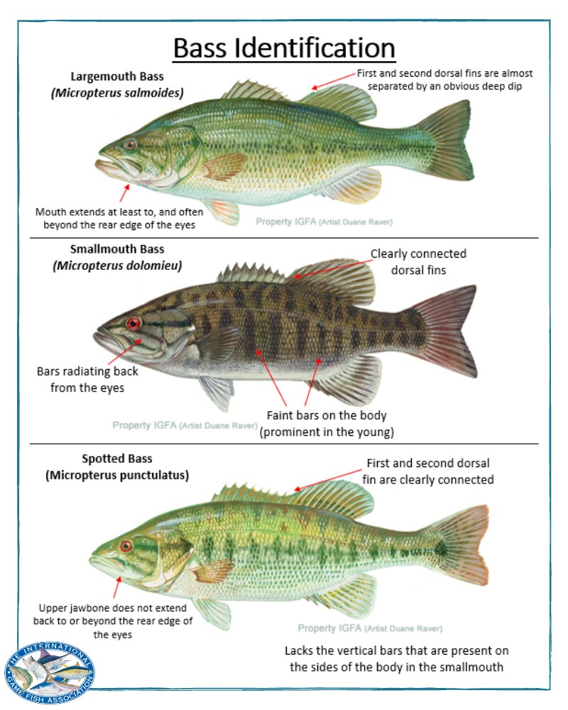 Bass Fish Poster Freshwater Identification Chart | lupon.gov.ph