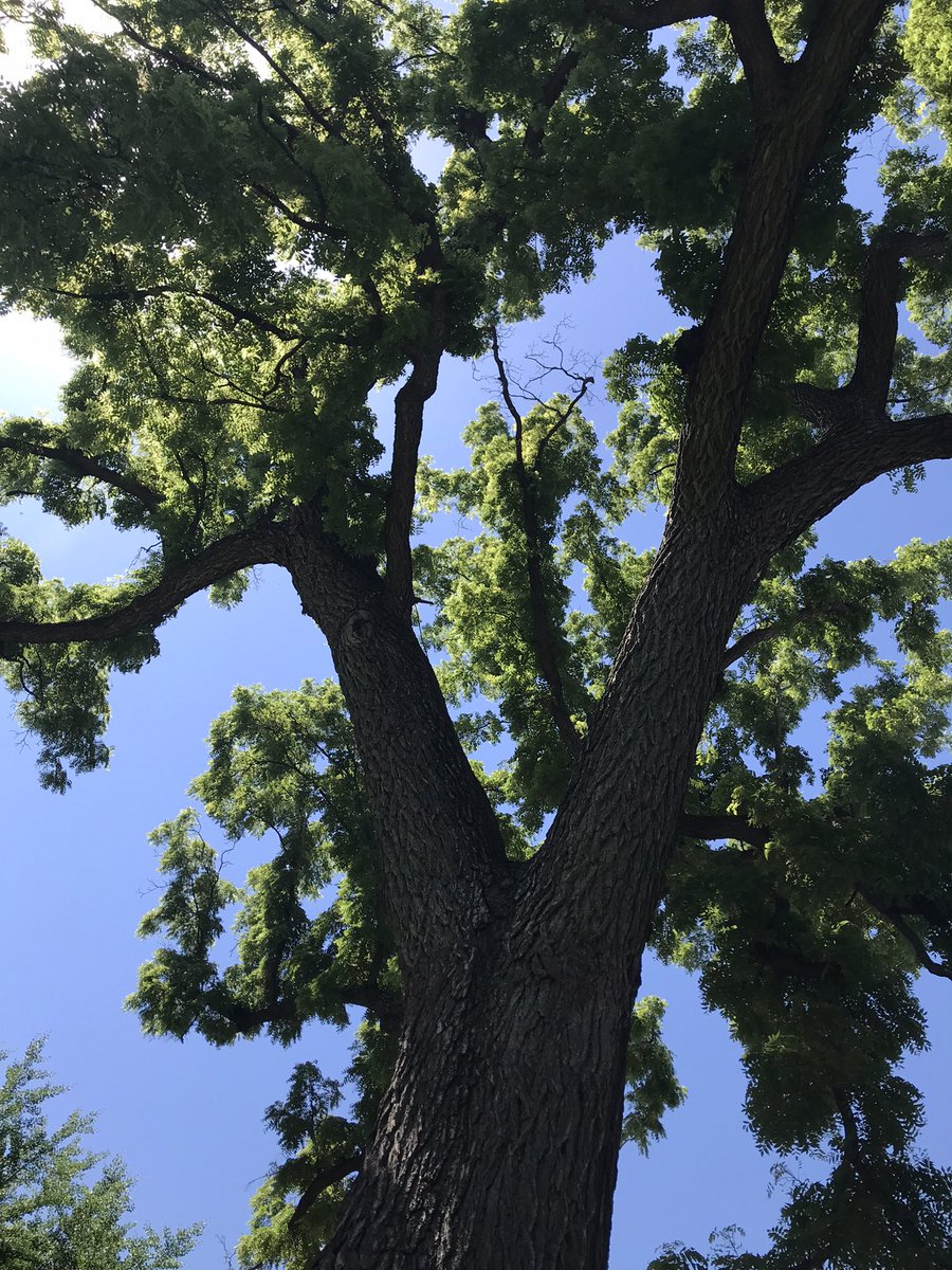 Sat under Iowa’s champion eastern black walnut tree this morning.  Majestic. Each limb could be a massive tree on its own. <a href="/RiverRaccoon/">Jonesingforthetruth</a>