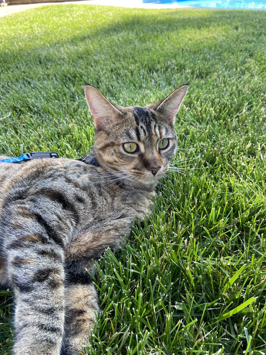 MsQ_Class's tweet photo. Have a wonderful #Caturday ! https://t.co/3Qs5MulRmO