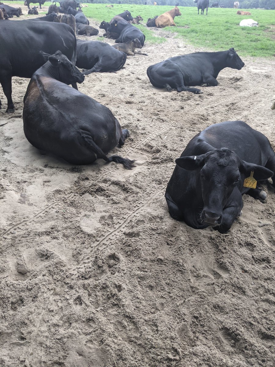MasterBlendBeef's tweet photo. This is how comfortable the cows are with the Segways we use. I had to squeeze through and yeah, I think I ran over her tail; she didn’t even get up. #cattletales #ranching https://t.co/0u6wv2e6HK
