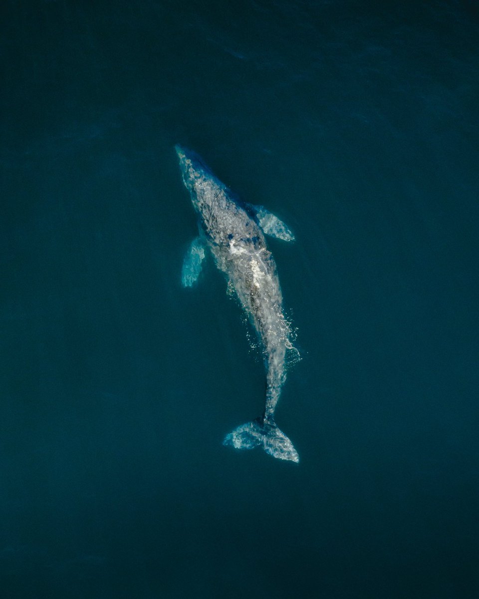 Gray whales migrate from Alaska to the Baja peninsula (10k-12k miles) every year, making it the longest known migration of any mammal. Around 25,000 whales make this annual trip, and watching them through my drone is one of the coolest things I’ve experienced in a while 🐋