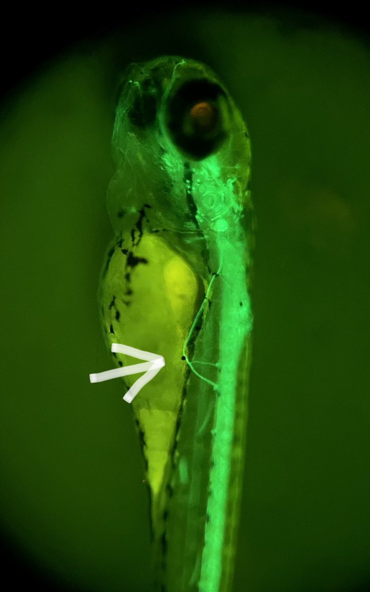 What a detour!  These #zebrafish pLLn #NeuralCrest really know where they’re going 😂 @ZebrafishRock