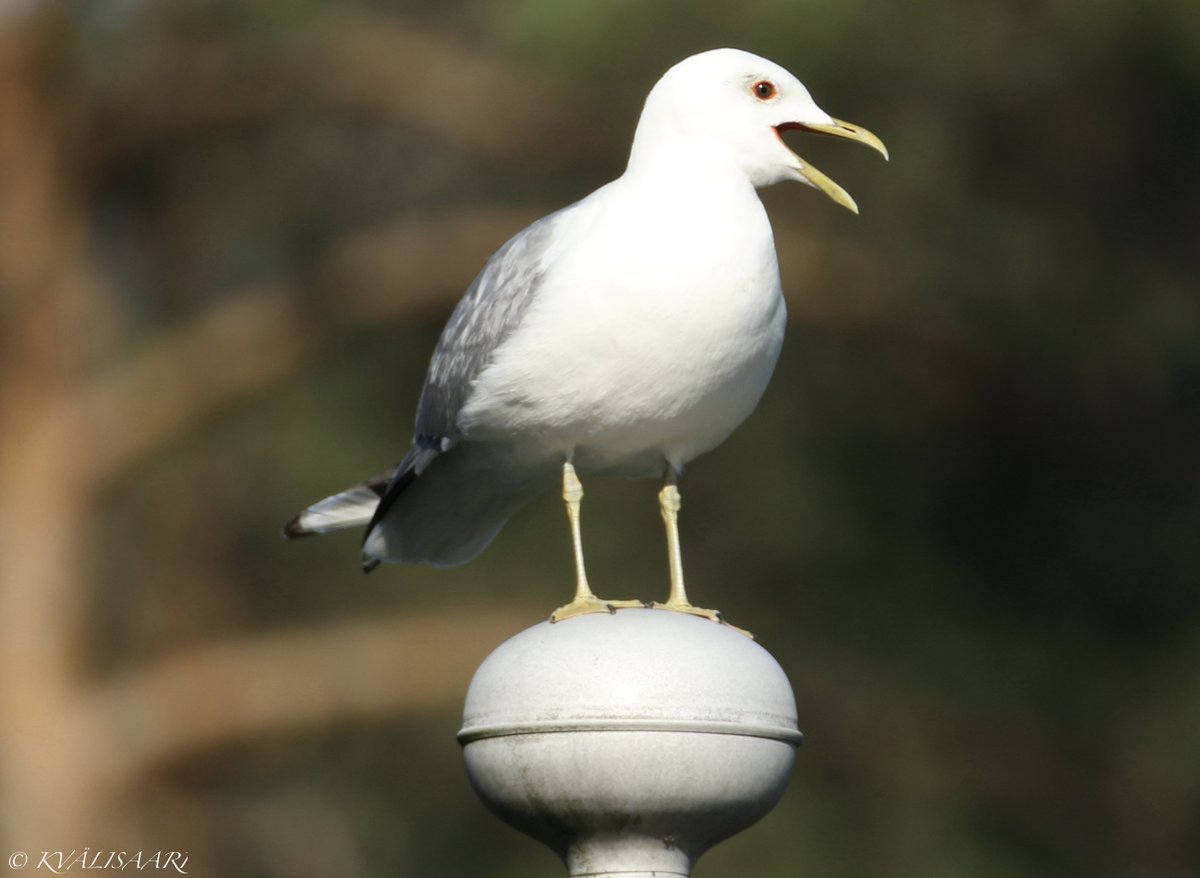 KValisaari's tweet photo. Kalalokki valvoo ja metelöi #kalalokki #fishgull #lokki #gull #lintu #bird #luontovalokuvaus #naturephotography #luonto #nature #suomenluonto #finnishnature #luontokuva #yleluonto #suomenlinnut #valokuvaus #photography #canonkesä #suomi #finland #canonnordic #birdlifesuomi https://t.co/hlAdVG6235