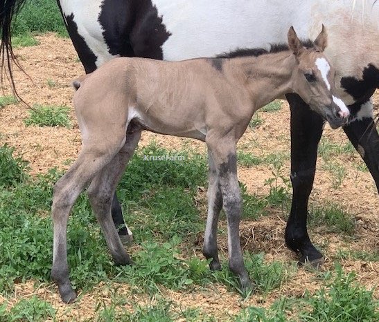 Meet Kaylee - APHA grullo filly. <a href="/farm_kruse/">KruseFarm</a> <a href="/CircleGallop/">GallopCircle</a> <a href="/CircleEquine/">EquineCircle</a>