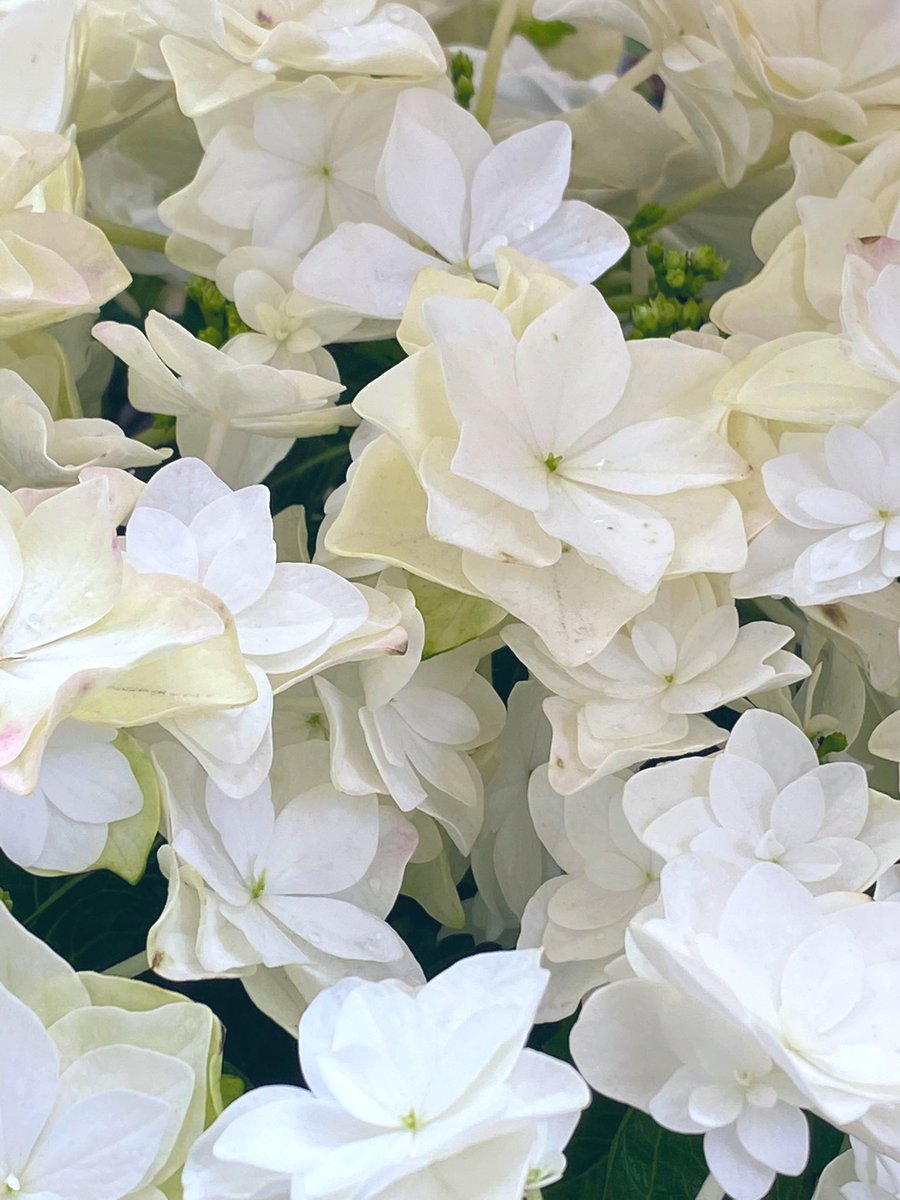 allee_f's tweet photo. おはようございます♪
梅雨入りしてから紫陽花の花が
より一層美しく咲いてます^_^

10年���　同じ日に
白い紫陽花の寄せ鉢ギフト
誕生日のお祝いに、同じ方からご依頼頂き、同じ方へ贈り届けて来ました。

そして、昨日知った
衝撃の真実に胸が熱くなりました。 https://t.co/4G0ol5Z7cm