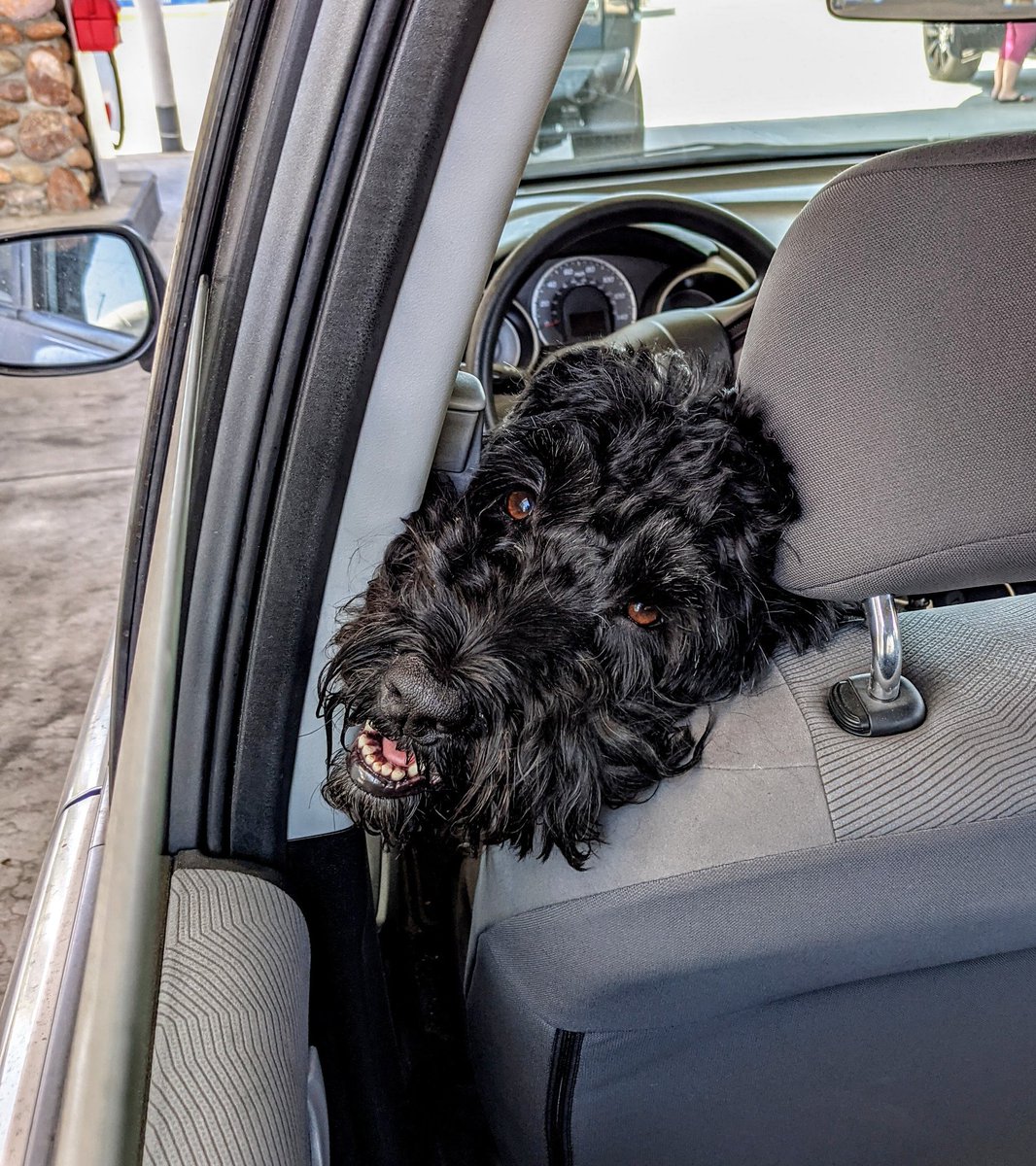 M0nkeyDrag0n's tweet image. There I am, pumping ⛽ and this precious face was watching.