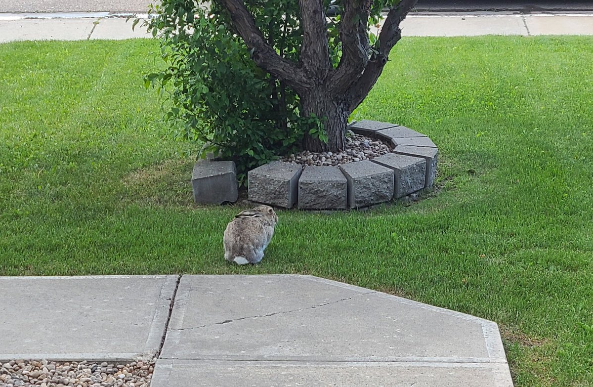 I love where I live. Just far enough out to get lots of visitors. #urbanwildlife