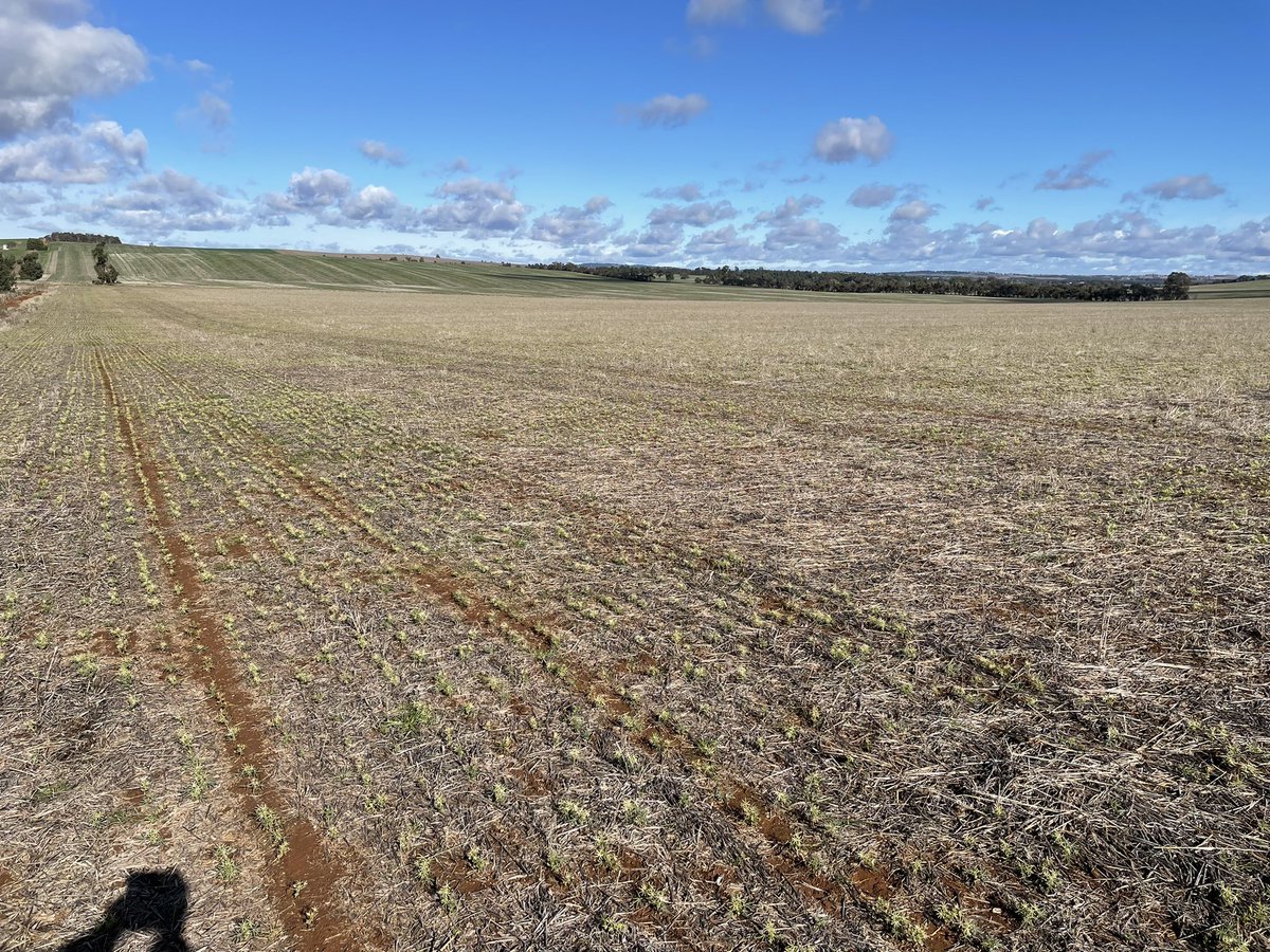 pj_stormy's tweet photo. More Lupins showing symptoms of apparent overwatch drift. Drift symptoms are about crop sensitivity plus spray conditions. There is a section in registration submission ‘risk to off target plants’. No mention of Lupins in submission. https://t.co/KXGDz5ThPr