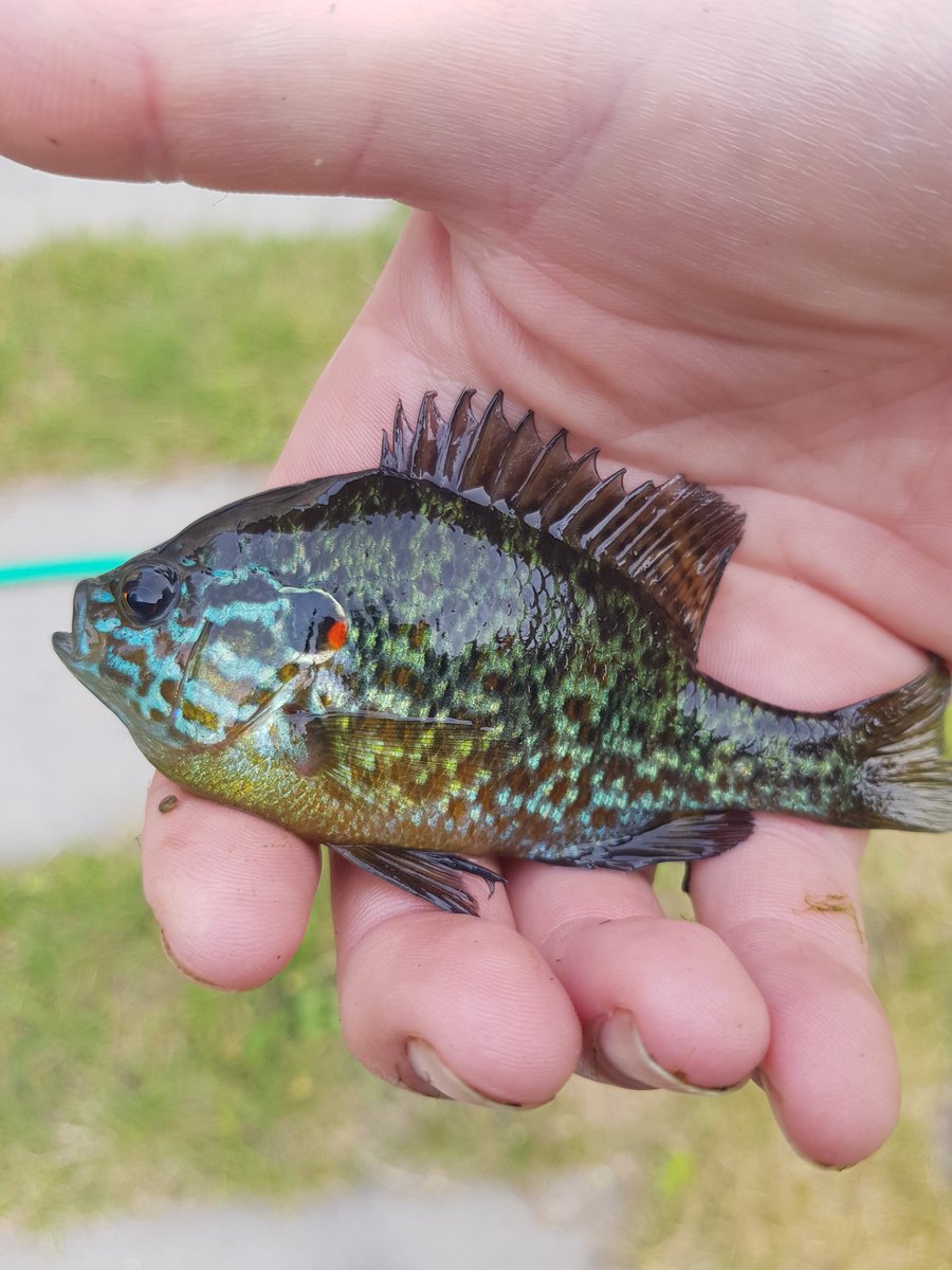 Leen Peeters tweet media