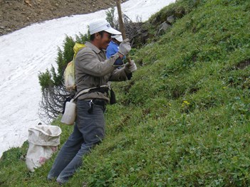 ABRhodiolaRosea's tweet photo. ARRGO applauds the sustainable wild harvest of Rhodiola rosea.  Harvesters climb the mountains in China, Russia and Mongolia in the summer.  With sustainable harvests the world can maintain this valuable wild resource. https://t.co/15HJTDk6gP
#sustainability #herbs https://t.co/92gFrVOX44