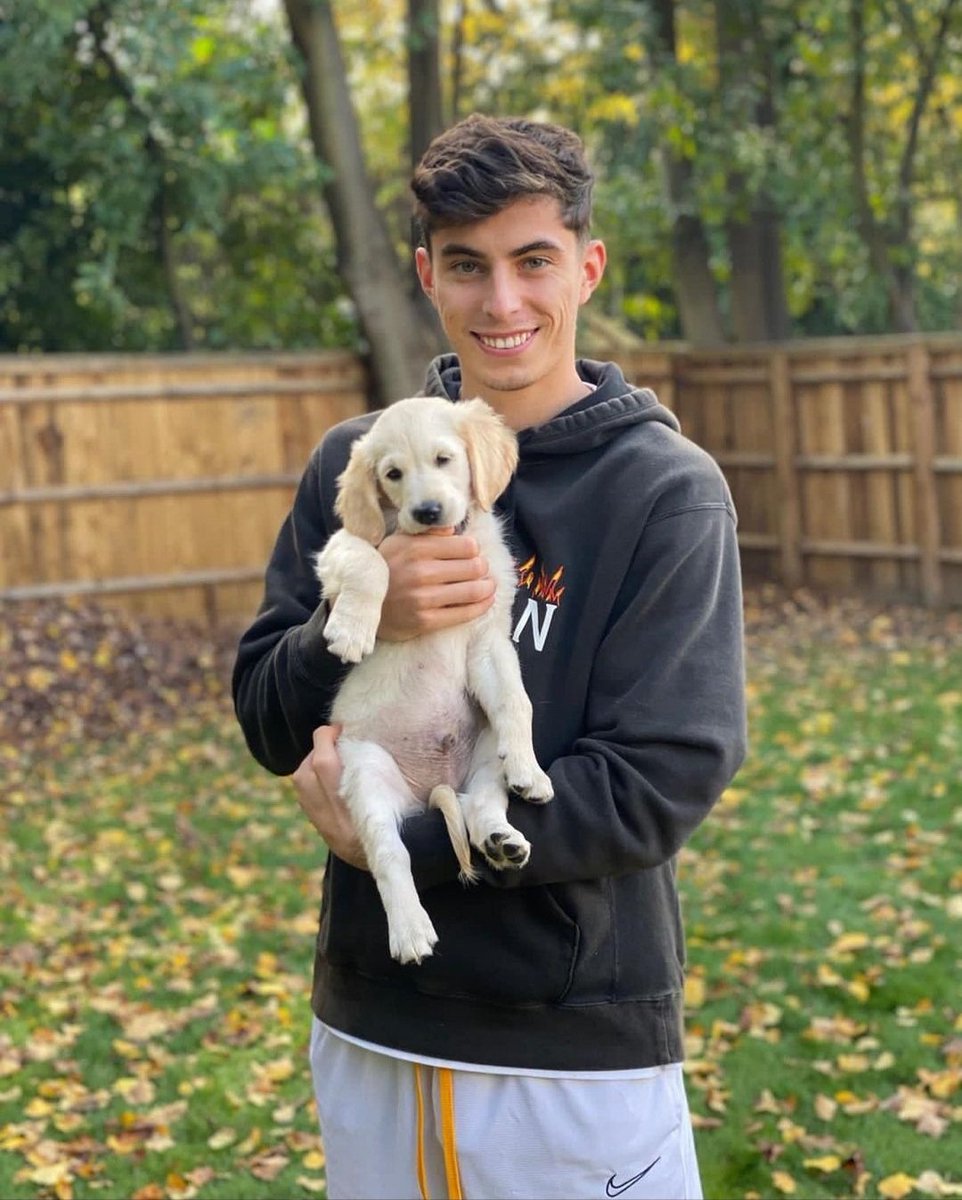 ahmad_mhmd_'s tweet photo. les différents animaux de compagnie de Kai Havertz https://t.co/Nl03MrlReo