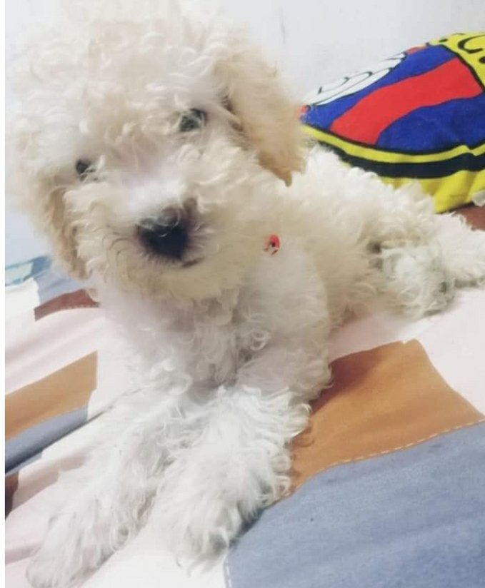 AlertaMePerdi's tweet photo. #PERDIDO #GUAYAQUIL
Nombre: #SNOY
Fecha: 14/06/21
Sector: Sur, Guasmo Sur, Bloque 6
Sexo: Macho.
Raza: French.
Obsv.: Es de color caramelo
Contacto: 0997692177
¡Ayúdalo a volver con su familia!
#AlertaMePerdí https://t.co/oH0C8kCNuj
