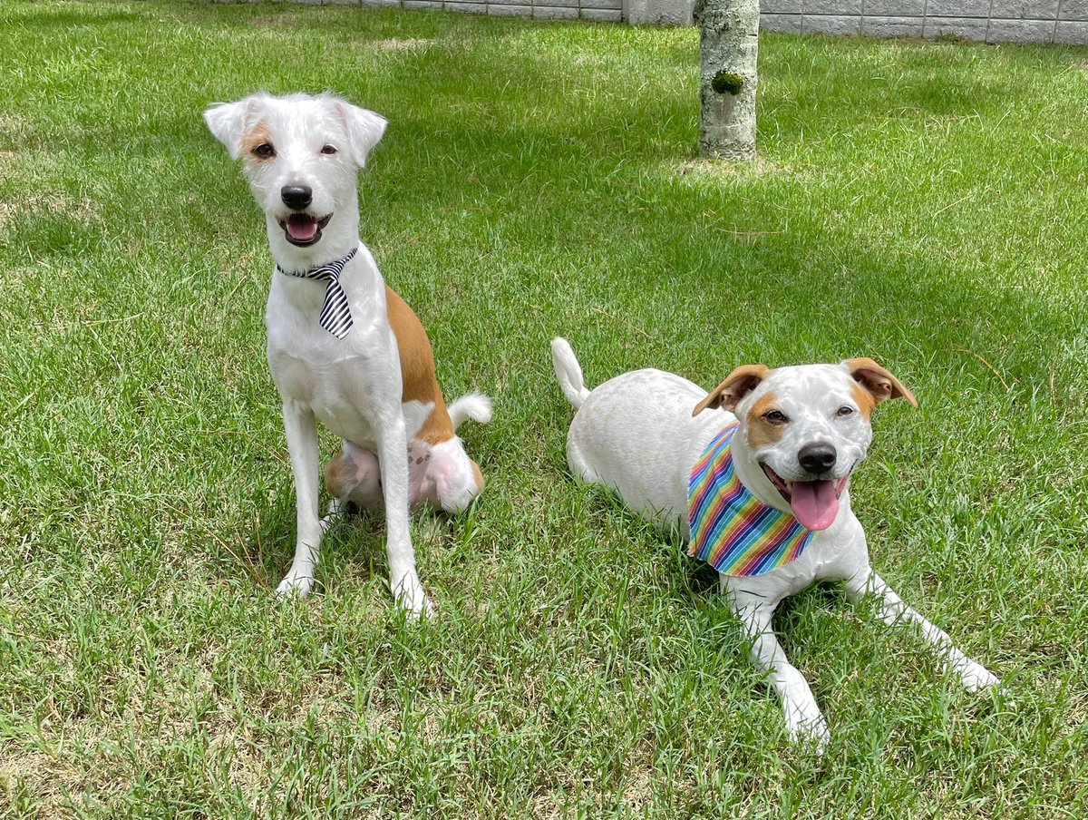 Cara1Allen's tweet photo. Emoji Twins Handsome and Fancy 🐶🐶 Thanks for the great grooms @WoofGangBakery! ✨🛁🧼✂️✨ #RiseofRebel https://t.co/2CWcffRwNr
