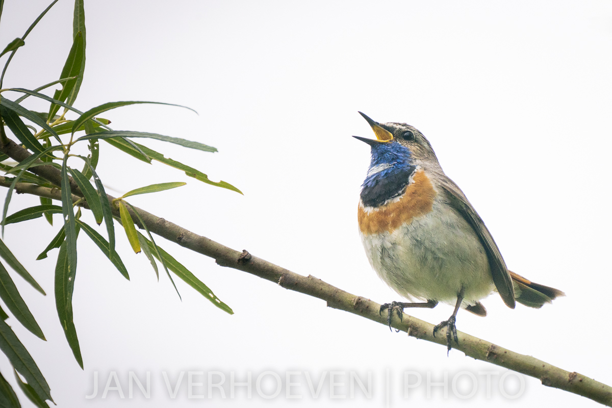 JanVerhoevenSr's tweet photo. Hij was na een paar weken weer blij om me te zien. #blauwborst. @Natuurmonument @vogelnieuws @VroegeVogels https://t.co/LaWTUVMFSL