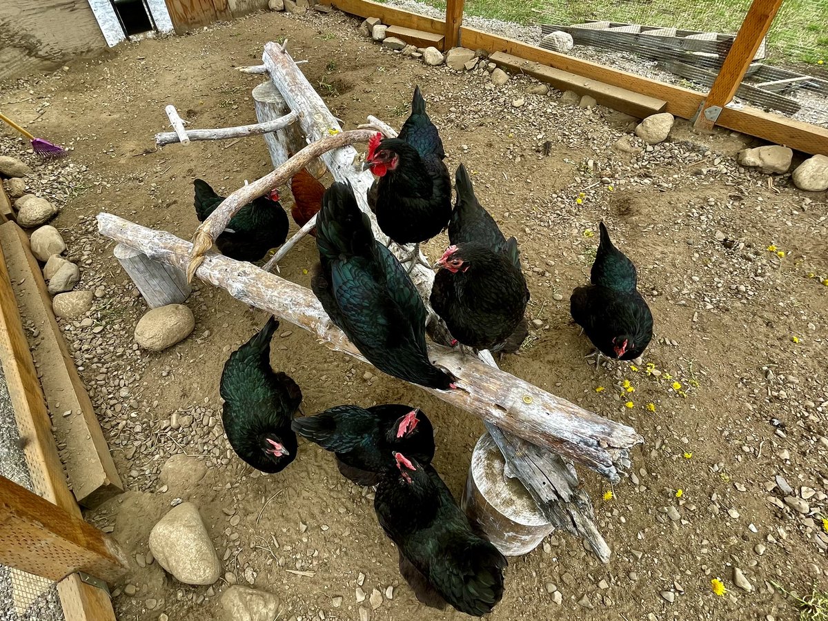 I, too, operate on the assumption that everyone really wants to see my chicken photos 😁 #chickens