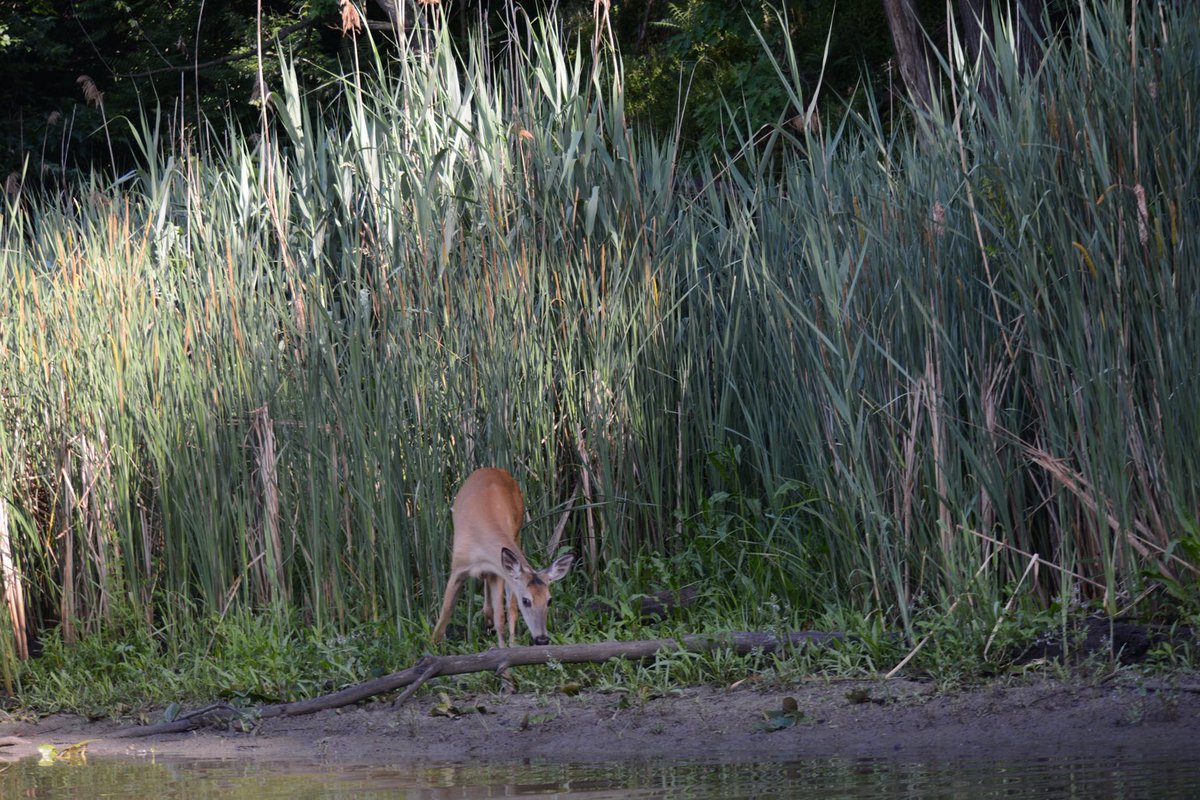 Close encounter of the deer kind today 

#photography 
#naturephotography 
#wildlifephotography