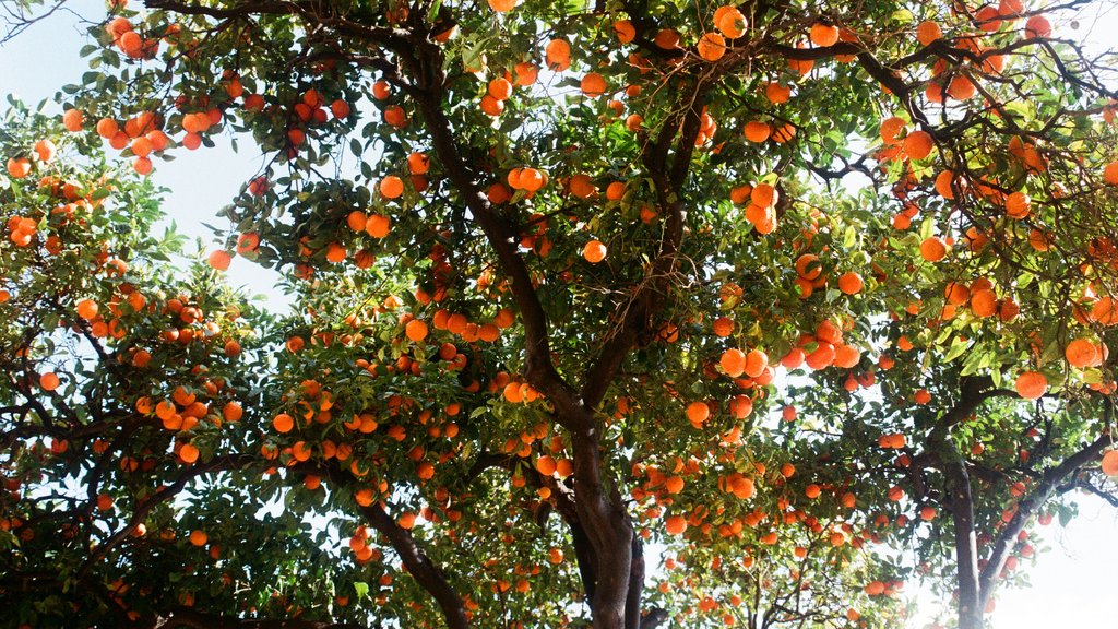 На дереве висят мандарины