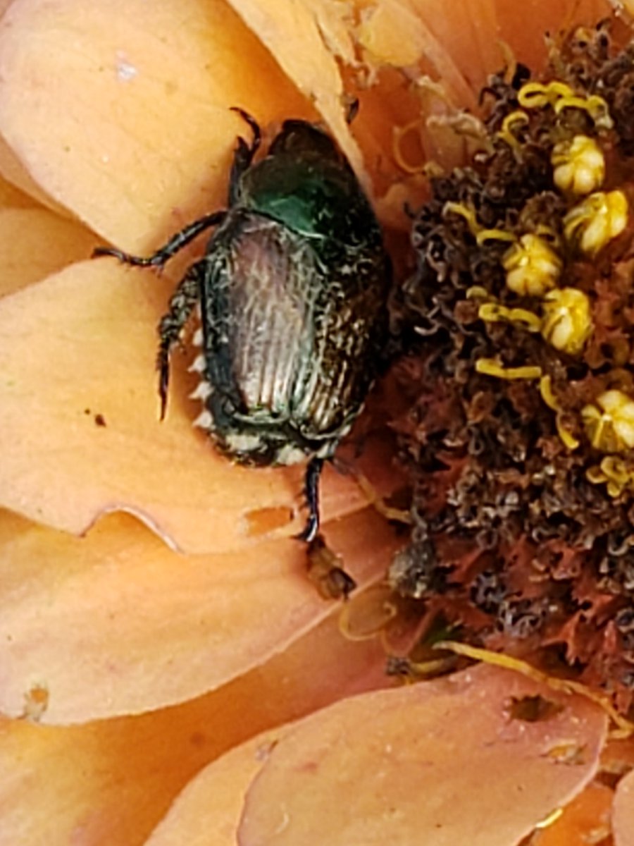 CassieJFox's tweet image. @JoniKni56808241  "Meet The Beetles" isn't this a Japanese beetle? It chewed holes in zinnia petals on zinnia,Zinnia, like rose petals. #PrettyPests #Insects #Sevindust