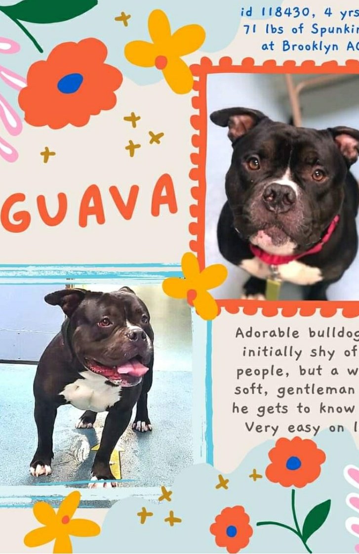 ginachron's tweet photo. 🆘EUTH MON 21 JUNE #NYCACC
GUAVA 4y #118430
Waggy +sweet bulldog mix Guava was found stray. A tad shy +confused, good on leash, he soon warms to new friends but needs kind foster for a rescue in a 13+ home in NEast, no dogs, for soft landing to adjust +feel safe LINKS⬇️#PLEDGE🙏 https://t.co/p6ZhaAB21c
