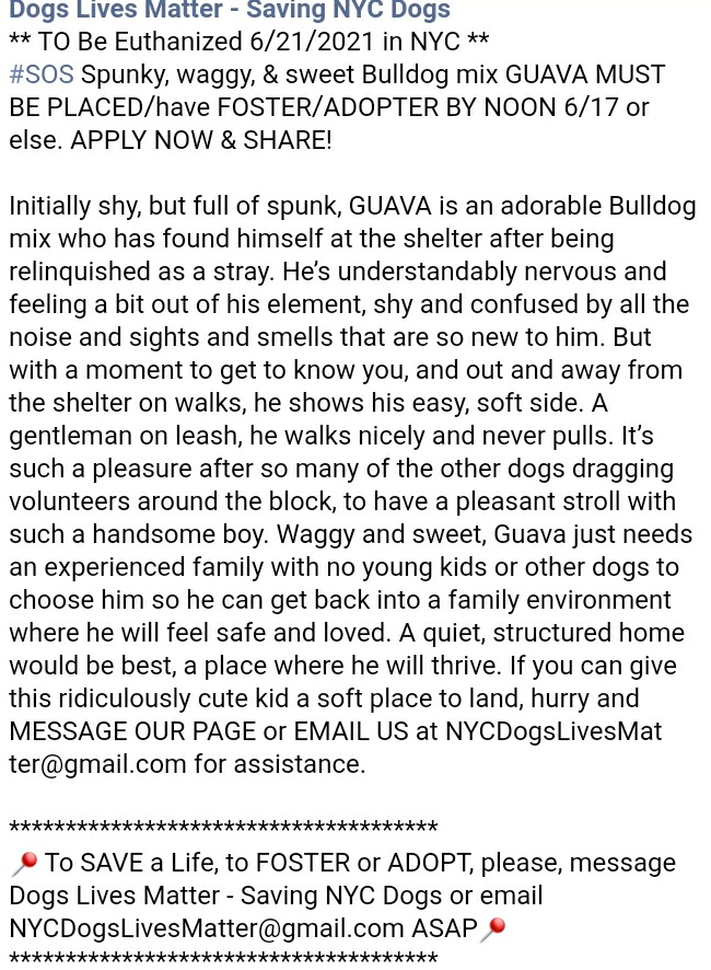 ginachron's tweet photo. 🆘EUTH MON 21 JUNE #NYCACC
GUAVA 4y #118430
Waggy +sweet bulldog mix Guava was found stray. A tad shy +confused, good on leash, he soon warms to new friends but needs kind foster for a rescue in a 13+ home in NEast, no dogs, for soft landing to adjust +feel safe LINKS⬇️#PLEDGE🙏 https://t.co/p6ZhaAB21c