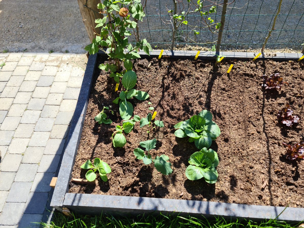 kruidenkaartje's tweet photo. From seed to meal
#fabkookt #gardening #garden #paksoi #kitchengarden #moestuin #Homegrown #vegetables #farmersmarket #FarmerTime https://t.co/8umKQgdFlS