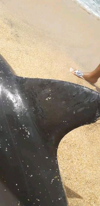 RmFotoSucre's tweet photo. #Carupano
#sucre 
Informan en redes sociales que un #delfín quedó varado en playa copey. Motivado a una red de pesca.

Via JJ Vlillarroel
#19jun #Jun19 #vzla https://t.co/ieMGCelorz