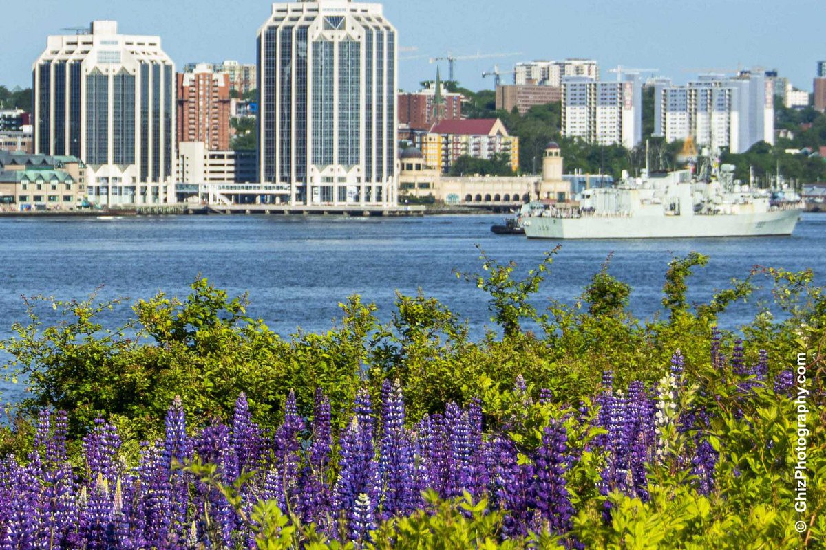 This morning, I took a quick detour to get some images of the #Lupins with the #Halifax skyline and a blue sky. Photobombed 📷 by #HMCSToronto 🇨🇦.😉