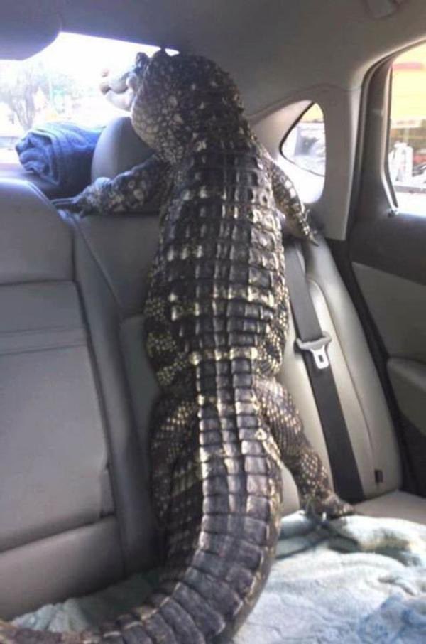 GatorsDaily's tweet photo. Take me wherever they’re going https://t.co/3XnX4yojWS