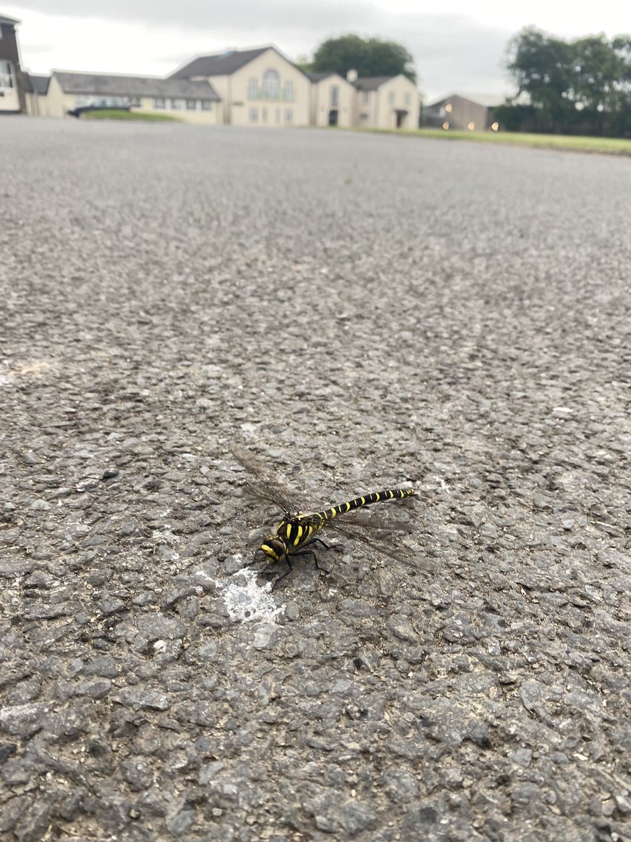 ShebbearBoard's tweet photo. Anyone recognise this dragonfly? This has been our resident boarding pet for the day sporting the Pollard colours #Dragonfly #ShebbearBoard #ShebbearCuriosity https://t.co/dlmoHizi8r