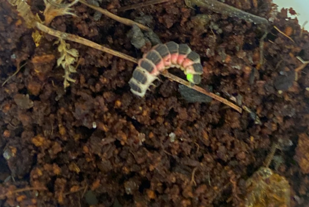 Found this adorable #firefly larvae glowing in my garden last night! 

Did you know these baby fireflies live underground for up to 2 years? 

In this dark environment their glow makes an easy-to-remember signa to potential predators that fireflies taste really yucky (trust me).