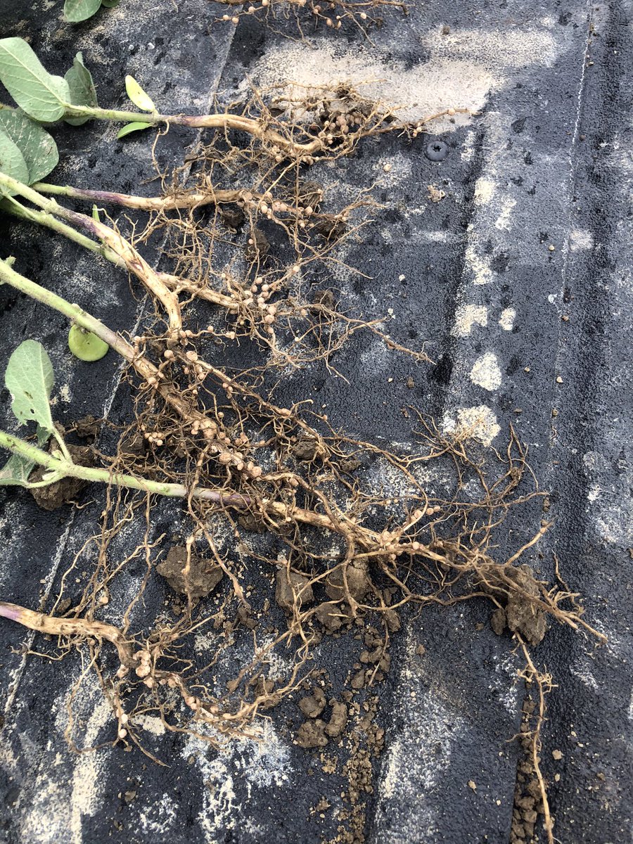 RaymerGroup's tweet image. Utilizing the soil starts to show great performance every year with even lower input cost. #Generate #Agnition