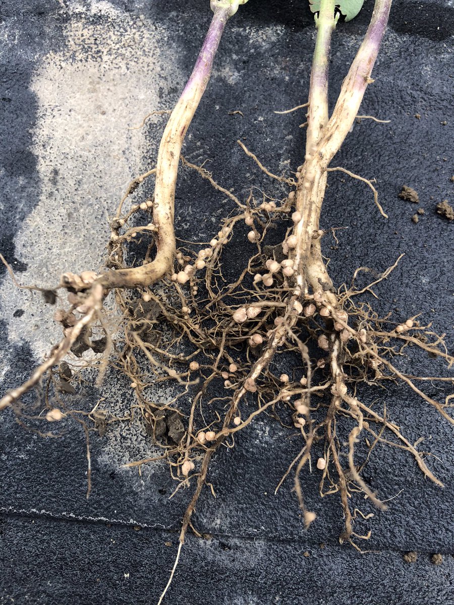 RaymerGroup's tweet image. Utilizing the soil starts to show great performance every year with even lower input cost. #Generate #Agnition