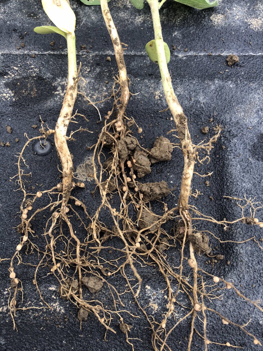 RaymerGroup's tweet image. Utilizing the soil starts to show great performance every year with even lower input cost. #Generate #Agnition