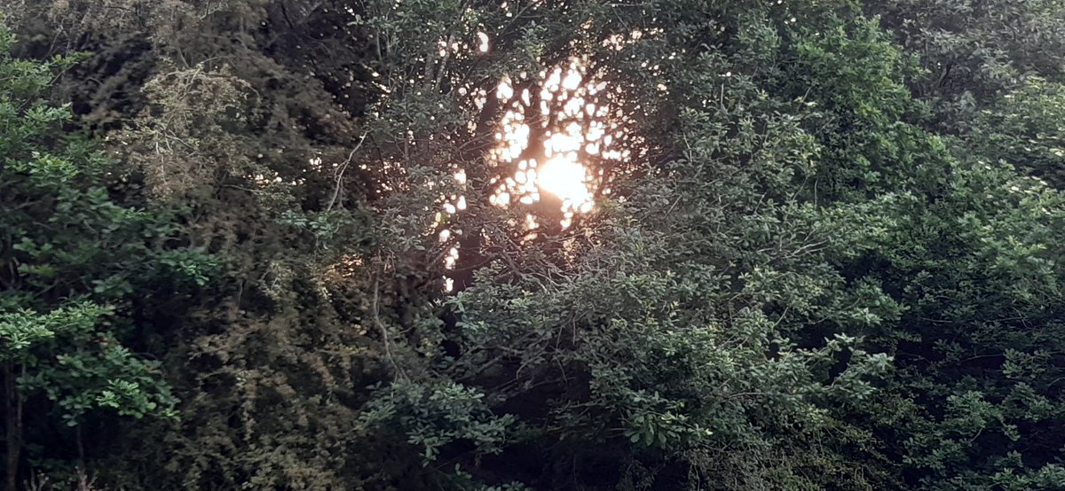 <a href="/Knypersleycc/">KnypersleyCC</a> After watching a great game of cricket between Knypersley &amp; Elworth walking home across Newpool Meadows on a lovely late summer evening