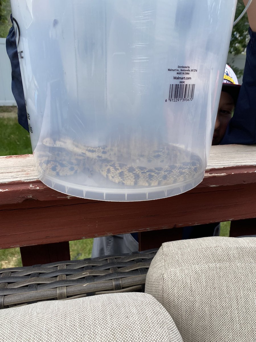 4boymama81's tweet photo. Kj went out to work on the hot tub. This big guy scared the shit out of him. Love/hate living by the mountains. 😂 https://t.co/Zo2d21bJhn
