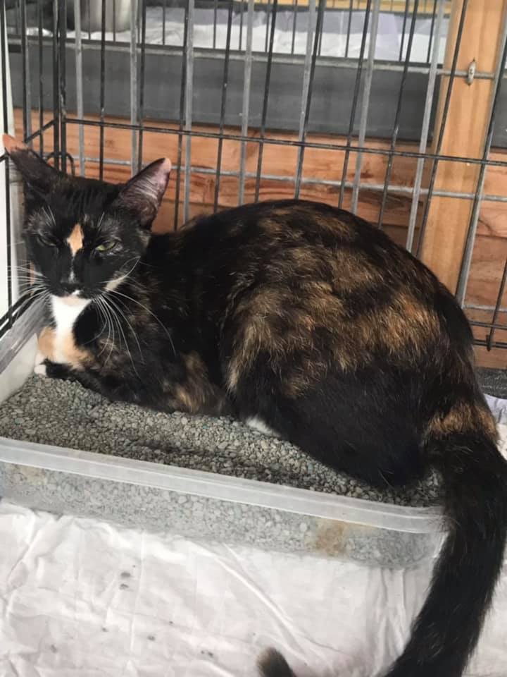 PeterAskin1's tweet photo. This gorgeous tortie &amp; white kitty in #MissionTX is at an outdoor facility &amp; upset when dumped by owner who moved to another home in the same city! Transport available to SA, Austin &amp; DFW! Email Katrina Ruth at   kataruth@cs.com to help. Pledge! URGENT! 
https://t.co/1CfJVkRVW8 https://t.co/gNarOyAASY