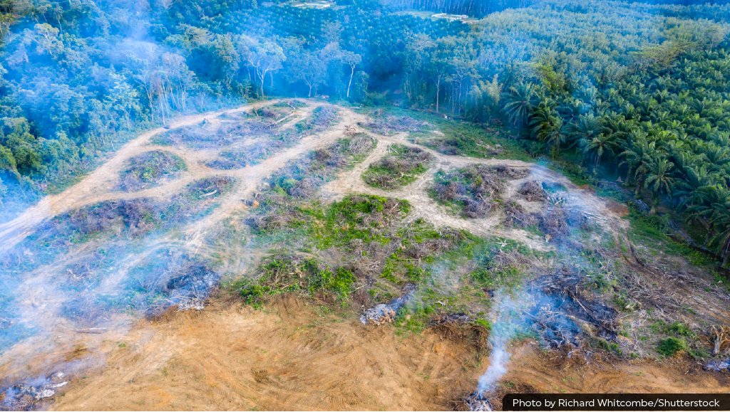 RainforestTrust's tweet photo. Each day, 70,000 acres of rainforest are lost to #deforestation, destroying habitat relied upon by countless species and releasing millions of tons of stored carbon.

But you can help. Act now to safeguard rainforests and prevent this reckless destruction: https://t.co/dMc6nBTZAS https://t.co/VoLNjEC6bu