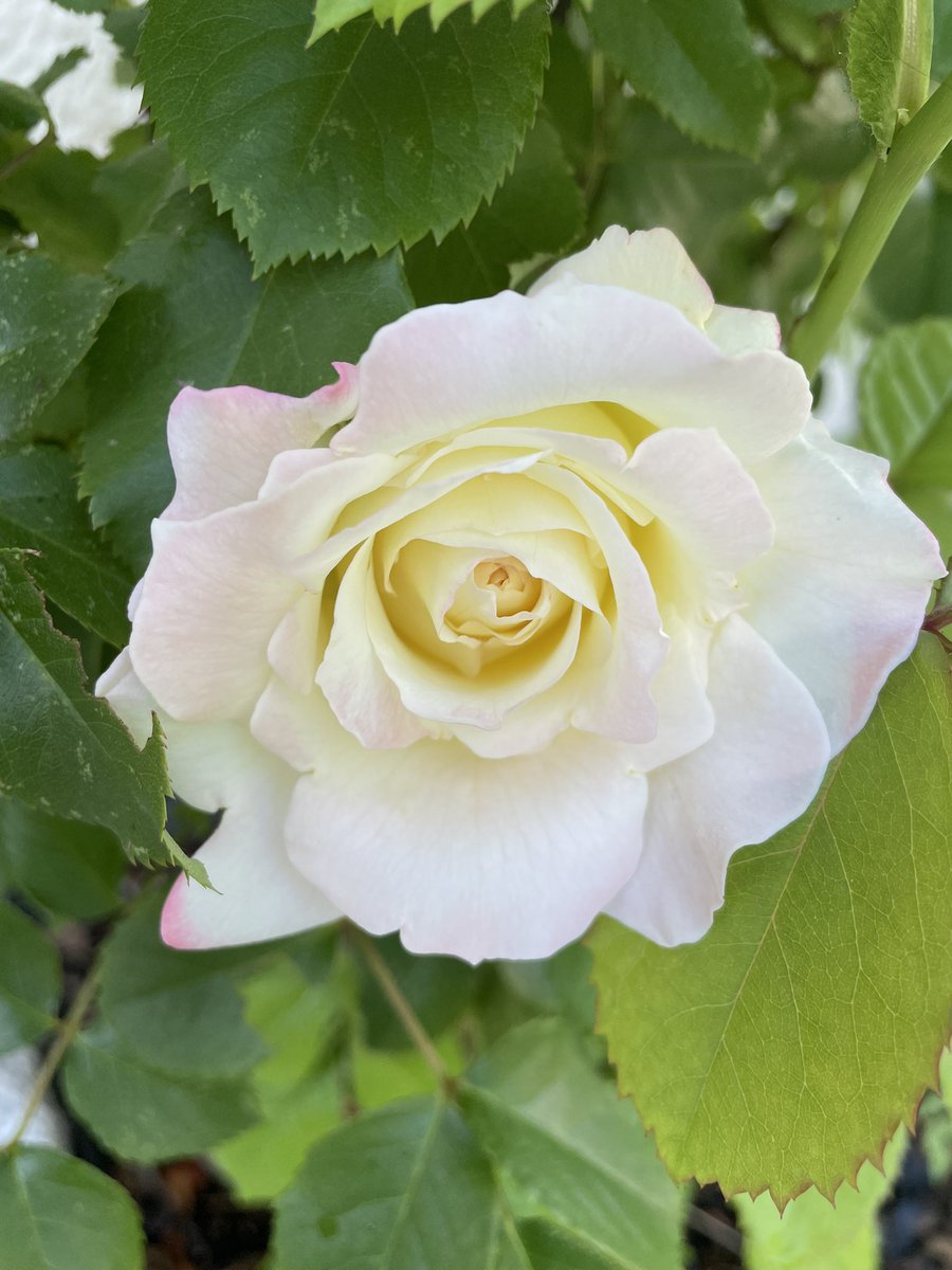 Tu t'en vas à la dérive
Sur la rivière du souvenir…