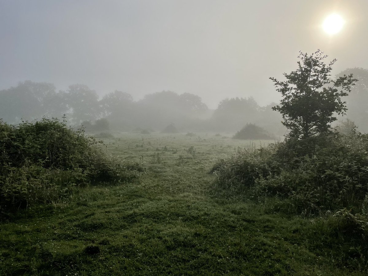 BioscienceOwen's tweet photo. Such an inspiring week at the Knepp Estate for a field ecology course as part of my third year ‘Conservation in the field’ module! Thank you to @opwall, @RHULBioSci &amp; @KneppSafaris for making it happen. I have learnt skills I didn’t think I would until much later in my career! https://t.co/WlTKPX7VWr