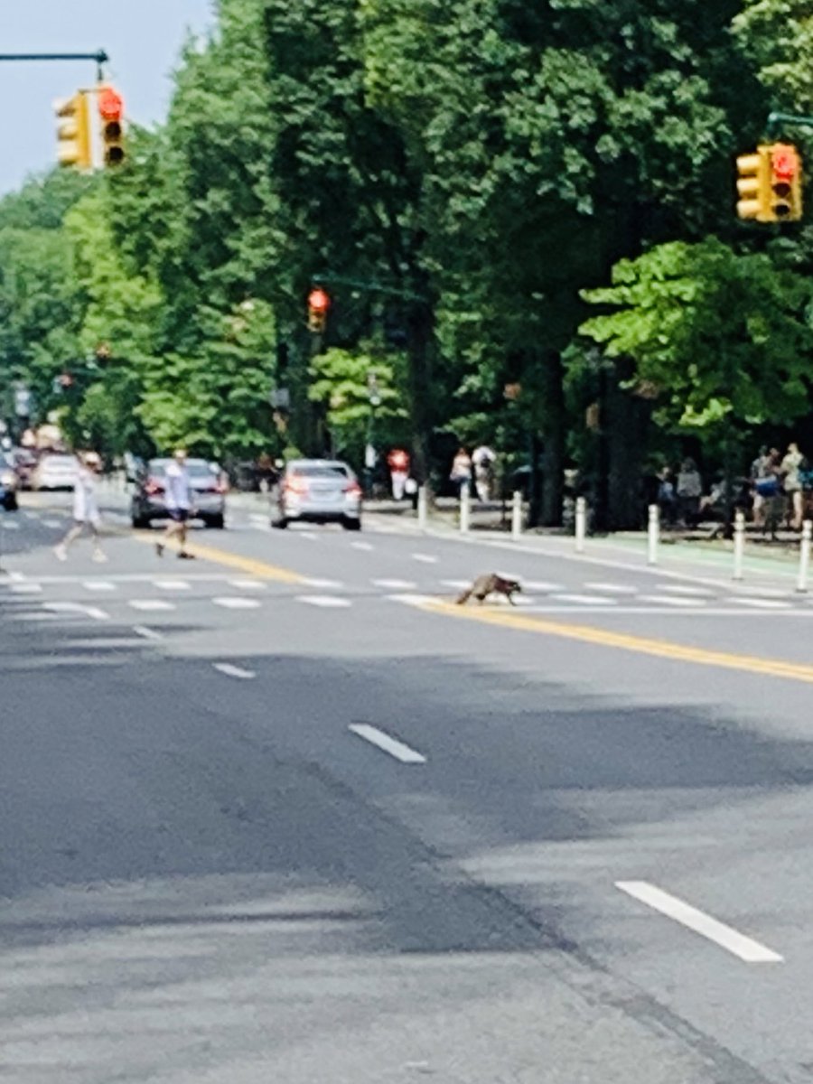 Just another raccoon crossing Central Park West with a green light