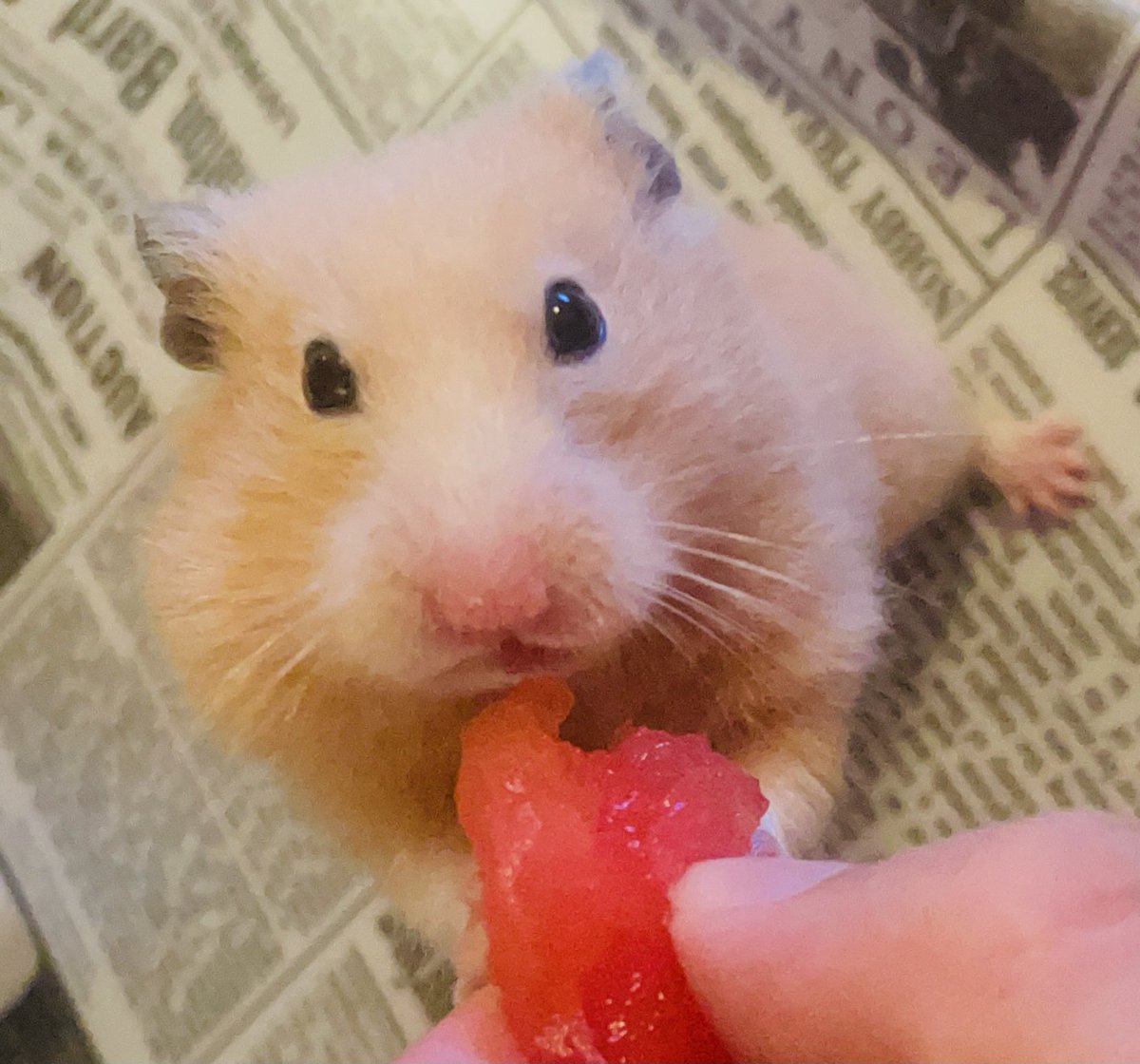 mileslife77's tweet photo. マイルズに少し🍉を。
与え過ぎはだめなので少しだけだよ https://t.co/3DWAZhBLpf