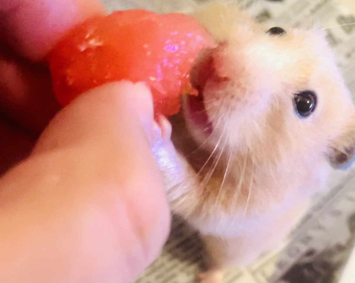 mileslife77's tweet photo. マイルズに少し🍉を。
与え過ぎはだめなので少しだけだよ https://t.co/3DWAZhBLpf