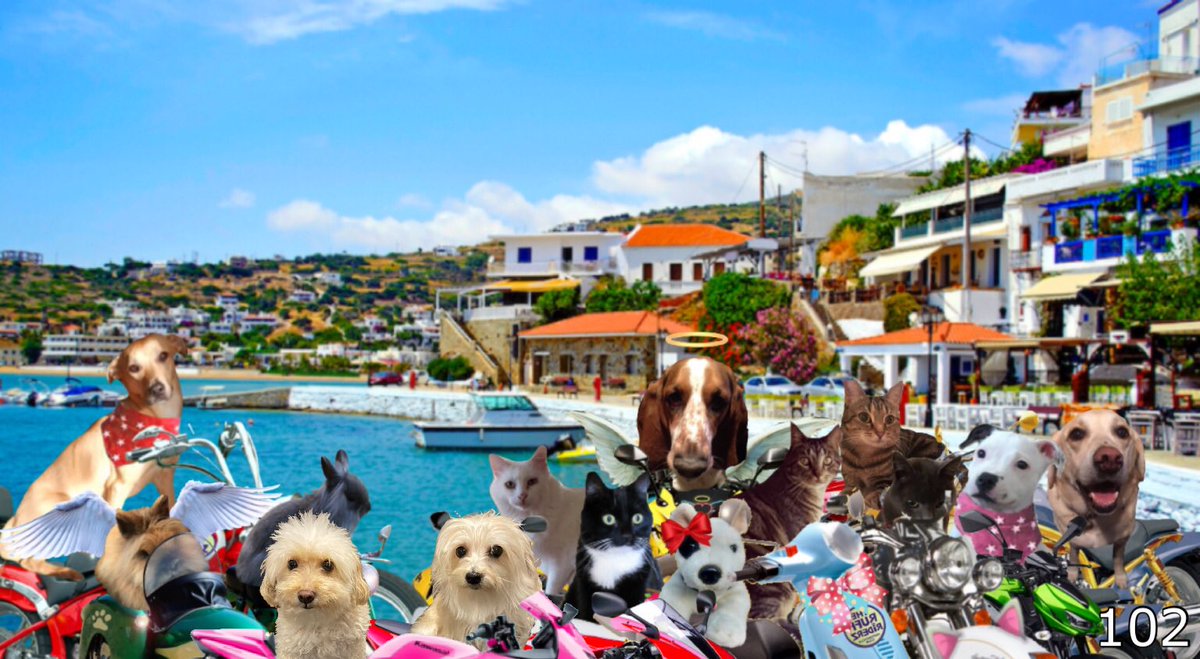 @Free2BeeMee @VeronicaLamb17 @Susansm70570449 @Royboy24 @honeybun667 @Rosie_fluffybun @VitCza @Tosca3333 @Lpowell588Lady @MuddlesDog @basset_bella Moving on to Andros and look who we found! #theruffriderz 102