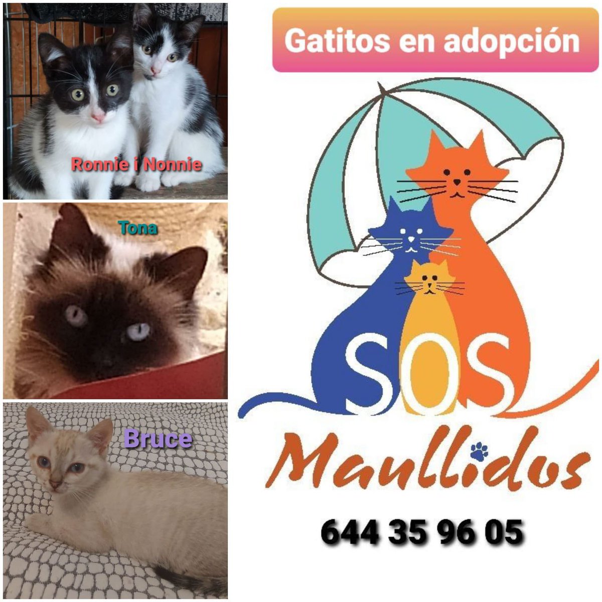 SosMaullidos's tweet photo. https://t.co/15ctScv66c