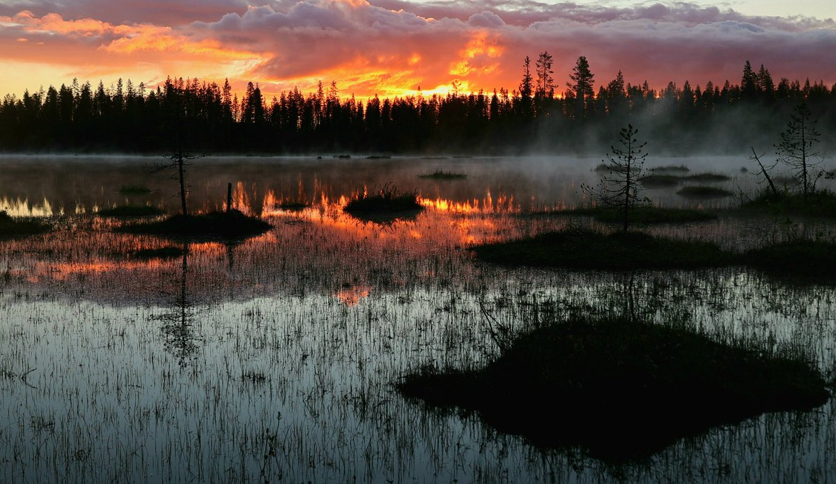 JohannaSuomela's tweet image. Affordable Finnish natural luxury. Summer night on the bog. (With a small amount of fog)

Would you exchange your precious sleep to this - once a year? #Kuusamo #rukakuusamo #Finland #NaturePhotography