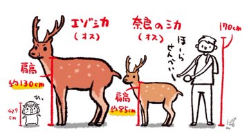 エゾシカ出ただけで騒然ってw と言うけれど 大きさをわかりやすく描いたイラストに 奈良の鹿って小さいんだ の声 1 2 ページ ねとらぼ