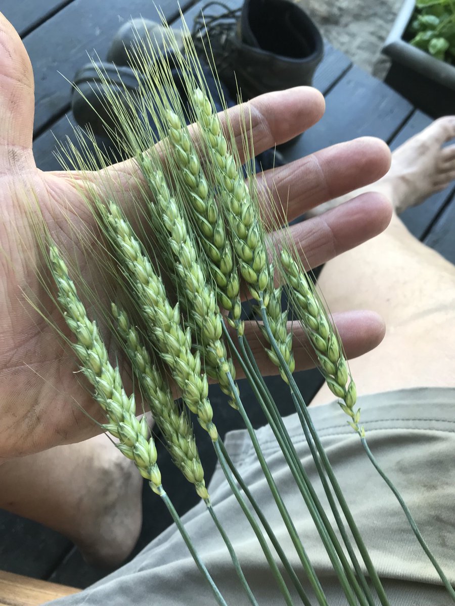 90 heads 30 or so  kernels per sq ft we ,are one wind storm away from a great crop
